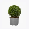 product-image-4_optimized Minim Veniam