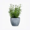 product-image-5_optimized Minim Veniam